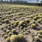 Echinokaktus grusonov (Echinocactus grusonii) - výška 30 cm, Ø 40-50 cm, kont. C35L - STARÝ A VZÁCNY EXEMPLÁR